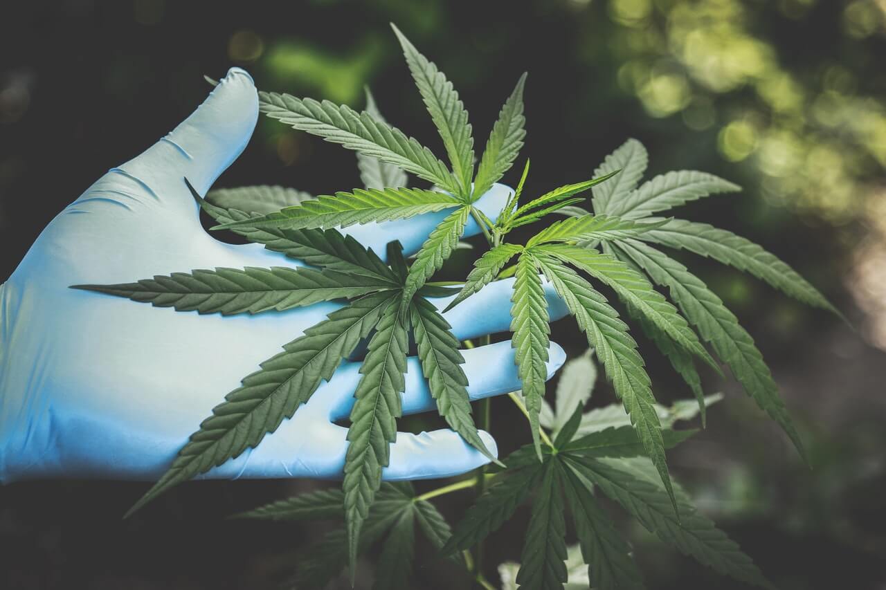 Trouver un grossiste CBD fiable en France ?