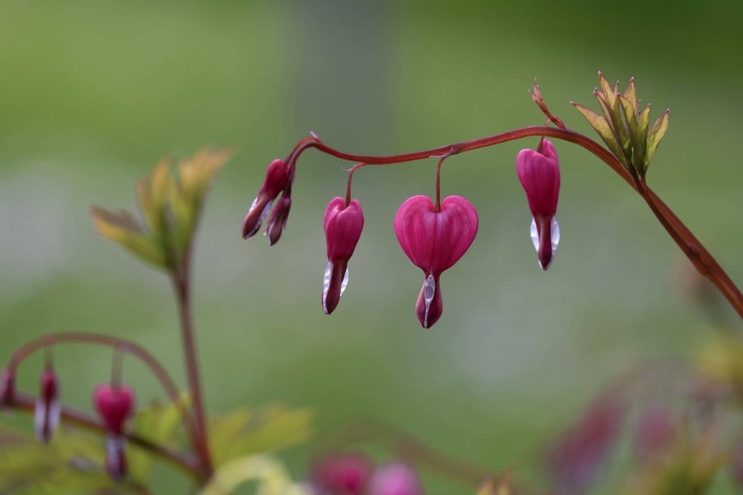 « Les Bienfaits des Fleurs HHC »